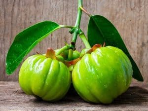 Garcinia cambogia
