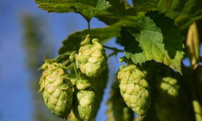 cônes de houblon