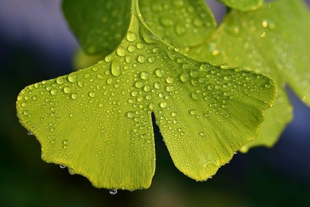 Ginkgo biloba