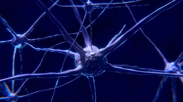 neurone, cellule nerveuse