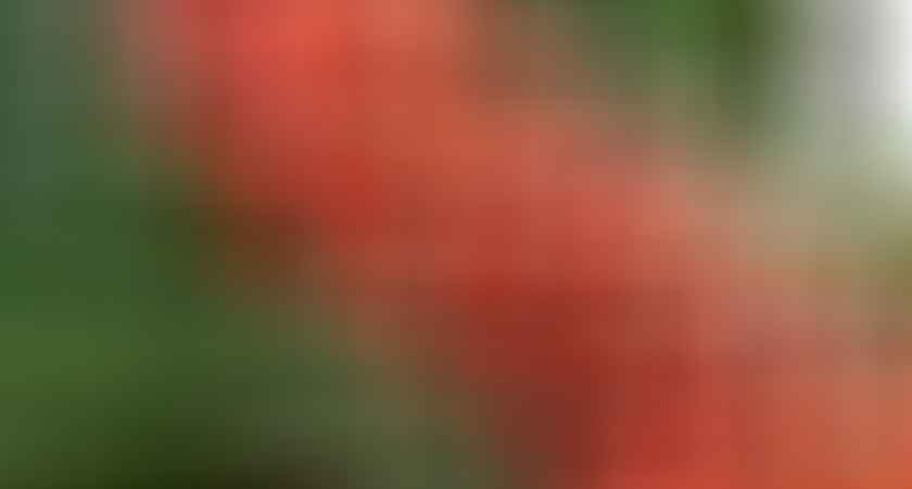 guarana paullinia cupana