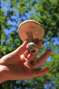 champignon dans la main