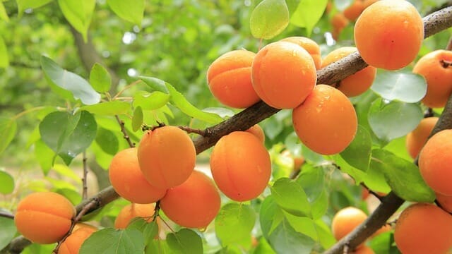  Abricots