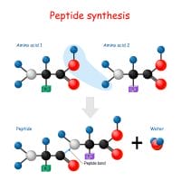  synthèse des peptides