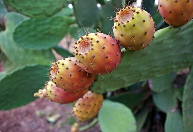 prickly pears g79569dc09 640