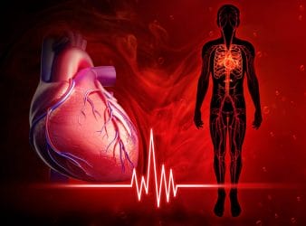 Le cœur et le système circulatoire