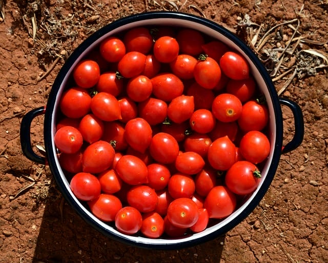  Les tomates en pot