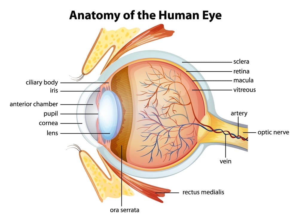  Schéma de l'œil humain