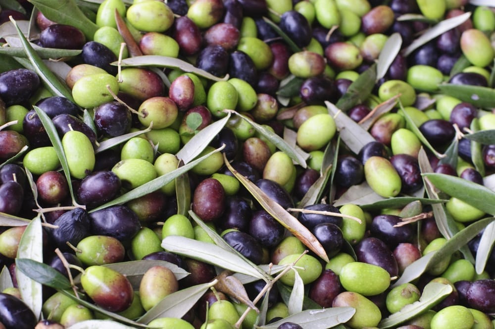 Olive européenne